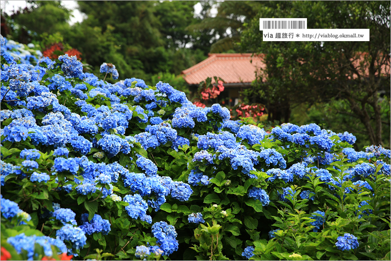 【沖繩繡球花】季節限定！饒平名紫陽花園（よへなあじさい園）～夢幻！綻放整座小山頭的紫色花海！