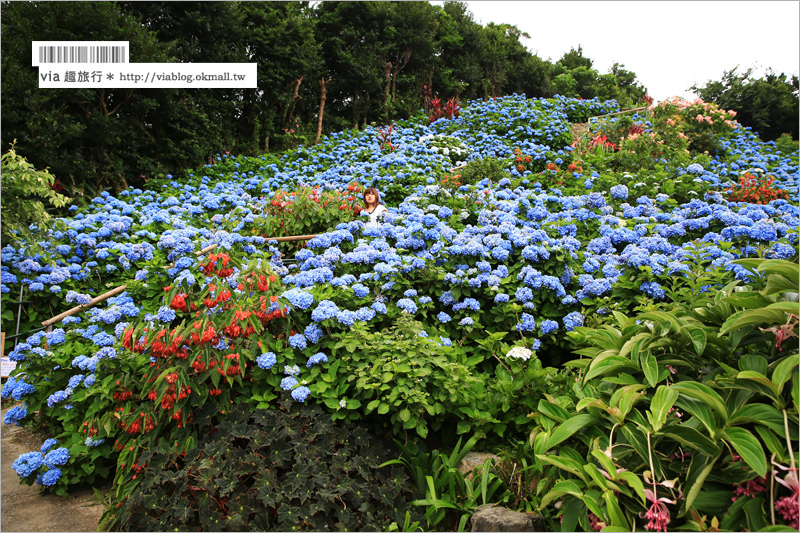 【沖繩繡球花】季節限定！饒平名紫陽花園（よへなあじさい園）～夢幻！綻放整座小山頭的紫色花海！