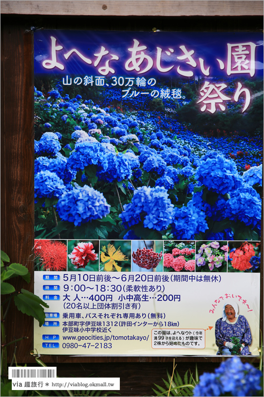 【沖繩繡球花】季節限定！饒平名紫陽花園（よへなあじさい園）～夢幻！綻放整座小山頭的紫色花海！