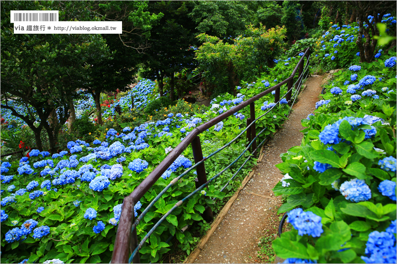 【沖繩繡球花】季節限定！饒平名紫陽花園（よへなあじさい園）～夢幻！綻放整座小山頭的紫色花海！