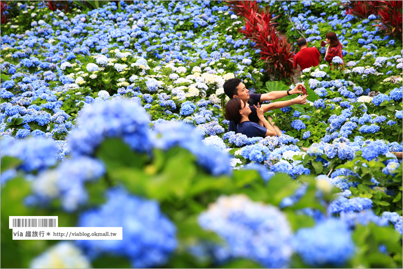 【沖繩繡球花】季節限定！饒平名紫陽花園（よへなあじさい園）～夢幻！綻放整座小山頭的紫色花海！