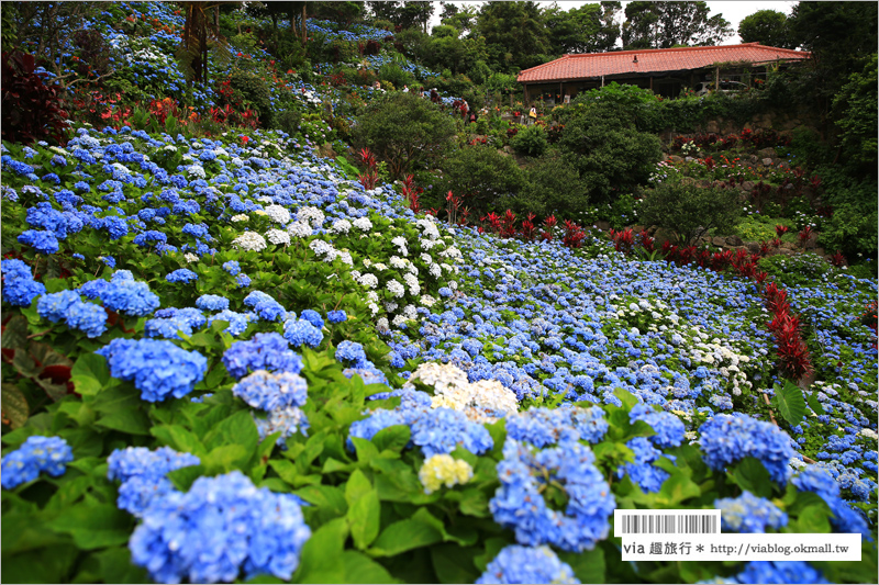 【沖繩繡球花】季節限定！饒平名紫陽花園（よへなあじさい園）～夢幻！綻放整座小山頭的紫色花海！