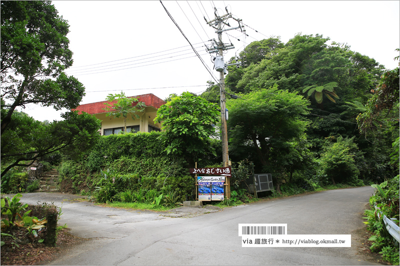 【沖繩繡球花】季節限定！饒平名紫陽花園（よへなあじさい園）～夢幻！綻放整座小山頭的紫色花海！