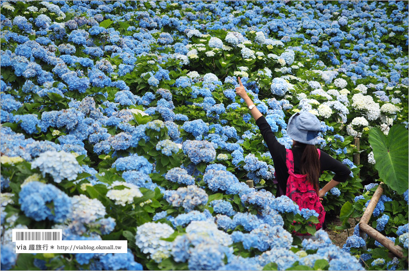 【沖繩繡球花】季節限定！饒平名紫陽花園（よへなあじさい園）～夢幻！綻放整座小山頭的紫色花海！