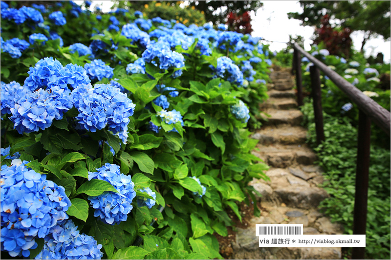 【沖繩繡球花】季節限定！饒平名紫陽花園（よへなあじさい園）～夢幻！綻放整座小山頭的紫色花海！