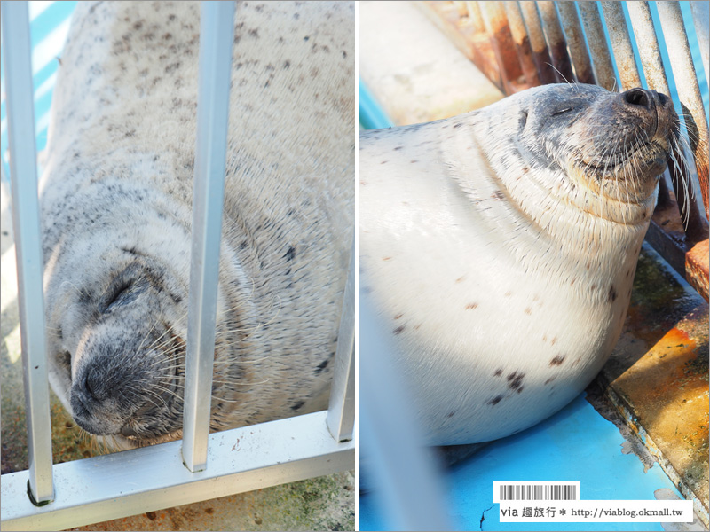 北海道紋別景點》紋別小旅行：海豹館、鄂霍次克塔(流冰展望台)、鄂霍次克流冰科學中心～還有巨無霸蟹腳打卡趣！