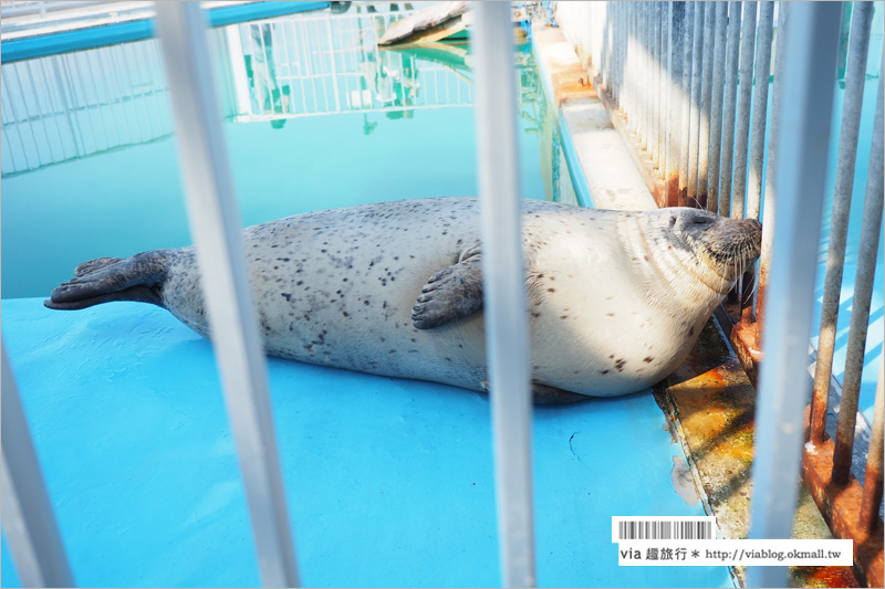 北海道紋別景點》紋別小旅行：海豹館、鄂霍次克塔(流冰展望台)、鄂霍次克流冰科學中心～還有巨無霸蟹腳打卡趣！