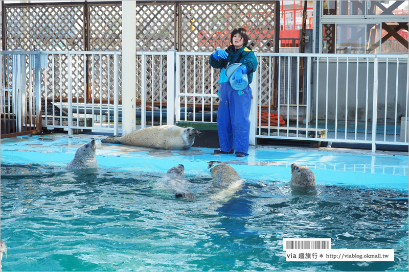 北海道紋別景點》紋別小旅行：海豹館、鄂霍次克塔(流冰展望台)、鄂霍次克流冰科學中心～還有巨無霸蟹腳打卡趣！