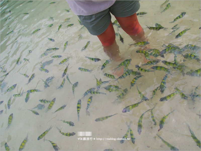 泰國海島旅行》喀比出海去～Ko Hong小島無敵碧綠的清澈海水及魚群‧浮潛、獨木舟自在玩！