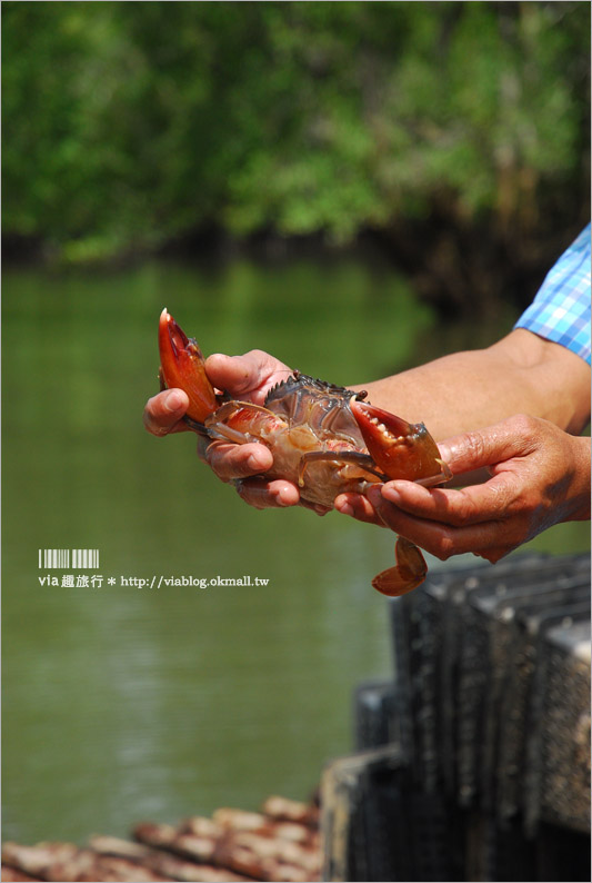 喀比景點推薦》 Ao Thalane大頭鬼洞～乘船穿梭優美紅樹林、拜訪三千年前古壁畫！