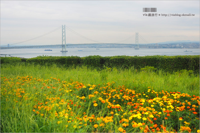 日本旅遊》淡路島一日遊～明石海峽大橋、吹龍好有趣、世界最大海漩渦和超可愛海豚農場一次玩透透！