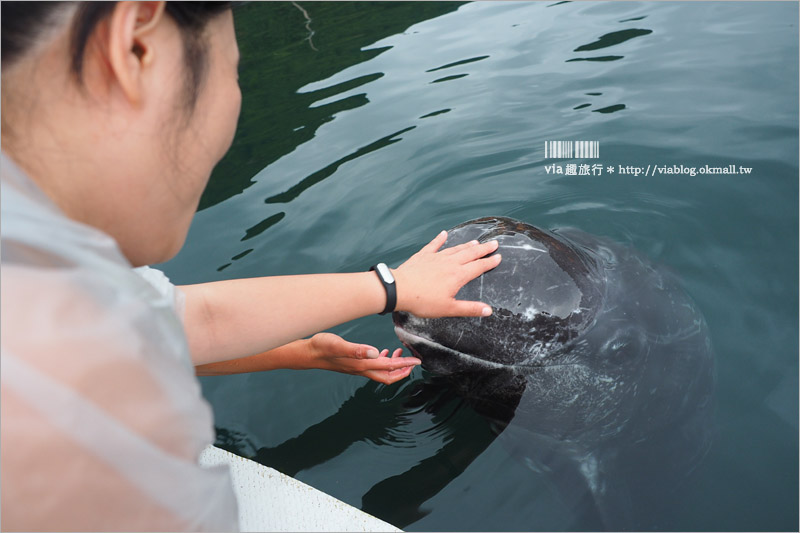 日本旅遊》淡路島一日遊～明石海峽大橋、吹龍好有趣、世界最大海漩渦和超可愛海豚農場一次玩透透！