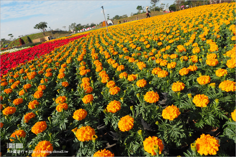 台中花毯節》台中后里國際花毯節『花現新樂園』～首度移師后里！年末最大賞花盛事！