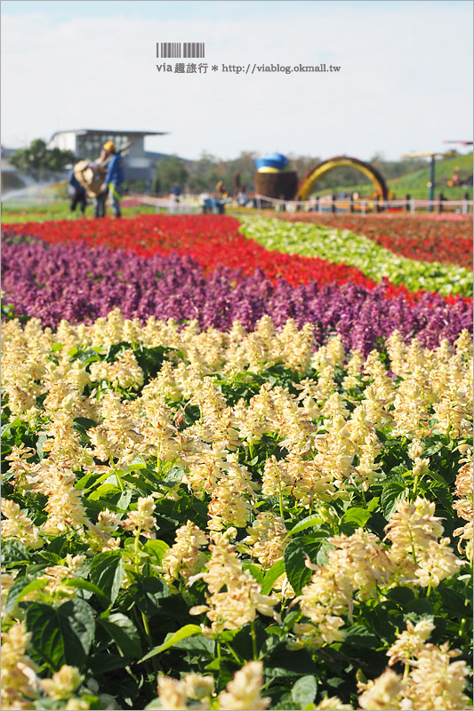 台中花毯節》台中后里國際花毯節『花現新樂園』～首度移師后里！年末最大賞花盛事！