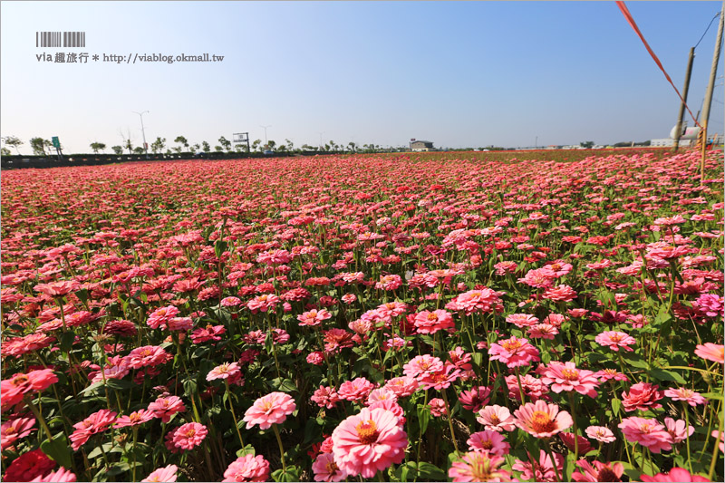 嘉義花海》太保花海節～七彩花田太夢幻！超大油菜花田中有迷你教堂、小熊和巨石像大好拍！