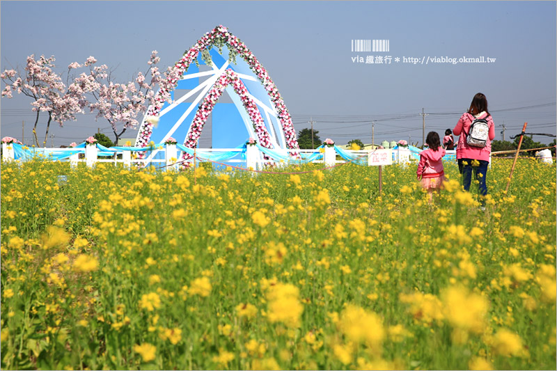 嘉義花海》太保花海節～七彩花田太夢幻！超大油菜花田中有迷你教堂、小熊和巨石像大好拍！