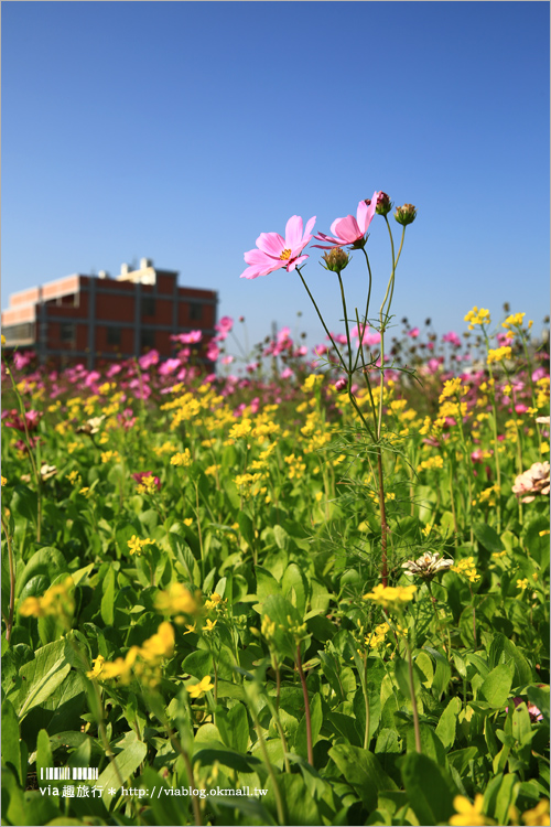 台中花海》2017花現龍井～花田變身童話樂園！夢幻的花田旋轉木馬～週末就出遊趣！