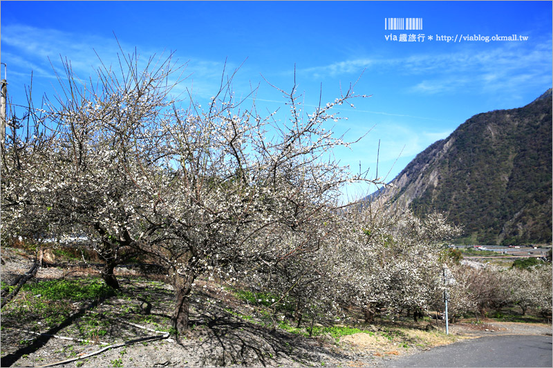 南投梅花》南投賞梅景點～土場梅園‧夢幻的白色梅花小徑，大推的私房賞梅亮點！