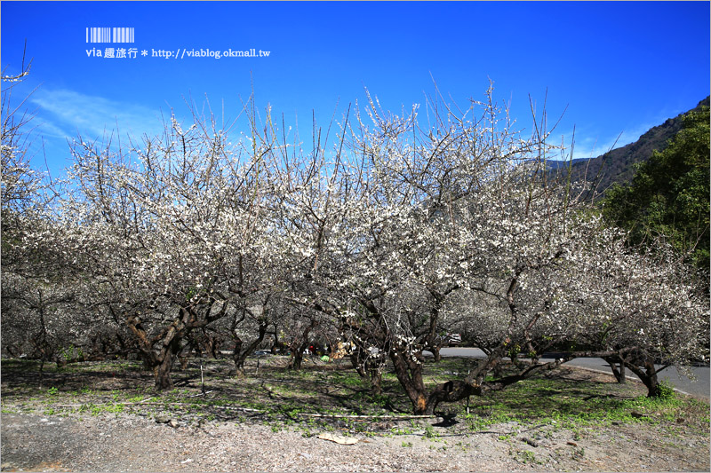 南投梅花》南投賞梅景點～土場梅園‧夢幻的白色梅花小徑，大推的私房賞梅亮點！