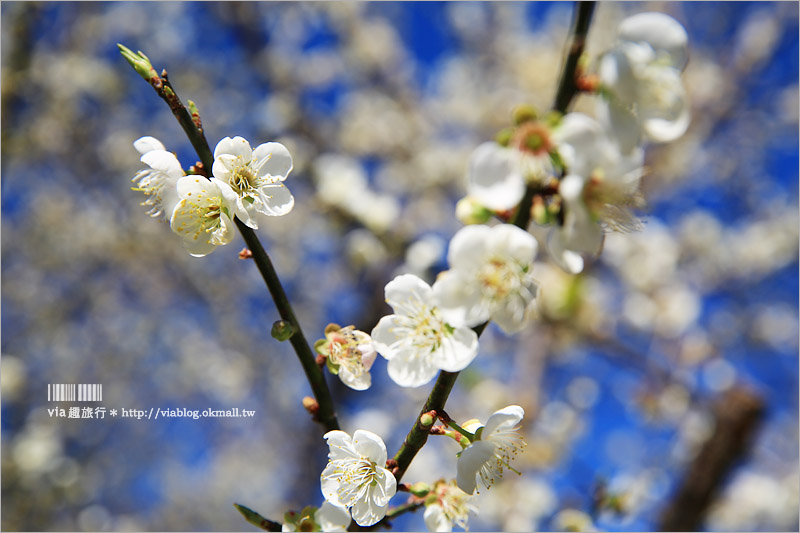 南投梅花》南投賞梅景點～土場梅園‧夢幻的白色梅花小徑，大推的私房賞梅亮點！