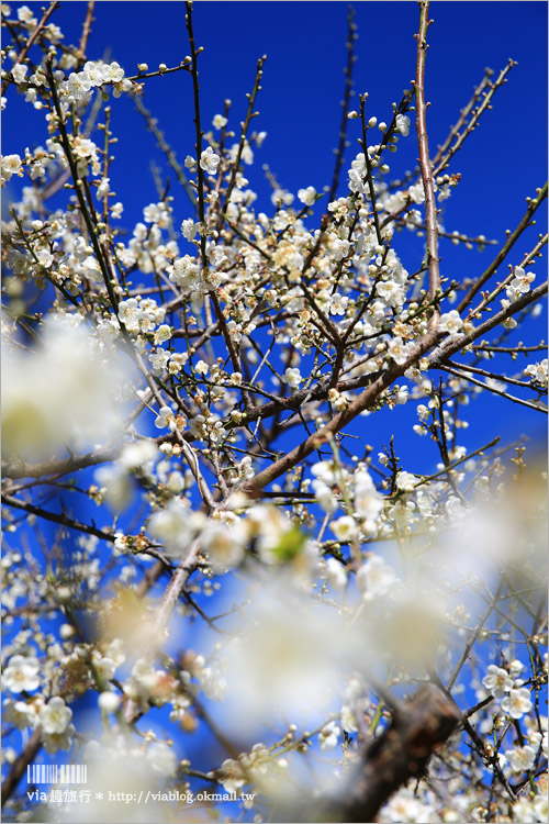 南投梅花》南投賞梅景點～土場梅園‧夢幻的白色梅花小徑，大推的私房賞梅亮點！