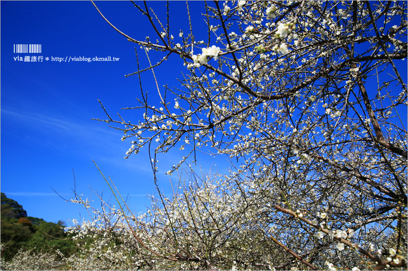 南投梅花》南投賞梅景點～土場梅園‧夢幻的白色梅花小徑，大推的私房賞梅亮點！