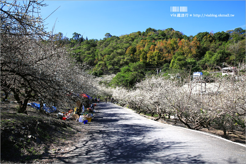 南投梅花》南投賞梅景點～土場梅園‧夢幻的白色梅花小徑，大推的私房賞梅亮點！