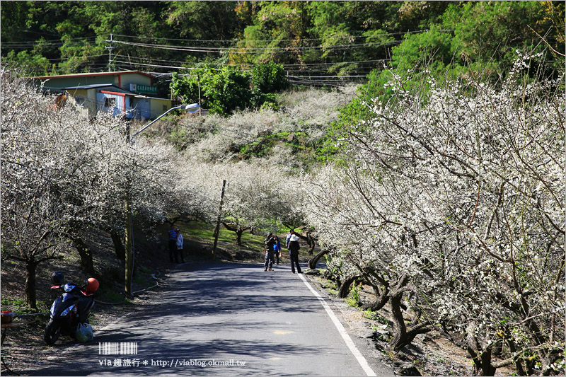 南投梅花》南投賞梅景點～土場梅園‧夢幻的白色梅花小徑，大推的私房賞梅亮點！