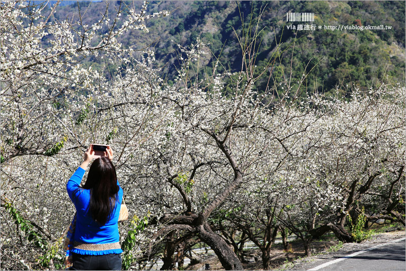 南投梅花》南投賞梅景點～土場梅園‧夢幻的白色梅花小徑，大推的私房賞梅亮點！