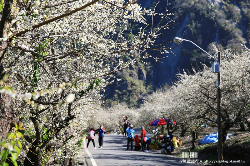 南投梅花》南投賞梅景點～土場梅園‧夢幻的白色梅花小徑，大推的私房賞梅亮點！