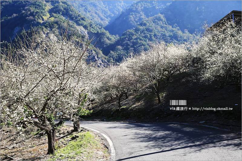 南投梅花》南投賞梅景點～土場梅園‧夢幻的白色梅花小徑，大推的私房賞梅亮點！