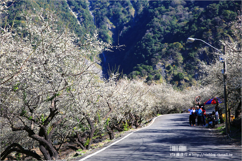 南投梅花》南投賞梅景點～土場梅園‧夢幻的白色梅花小徑，大推的私房賞梅亮點！