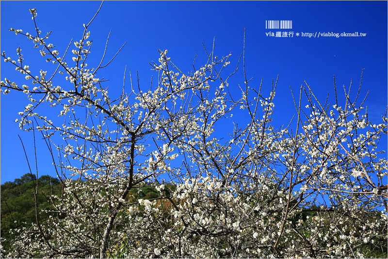 南投梅花》南投賞梅景點～土場梅園‧夢幻的白色梅花小徑，大推的私房賞梅亮點！