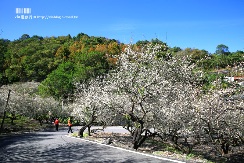 南投梅花》南投賞梅景點～土場梅園‧夢幻的白色梅花小徑，大推的私房賞梅亮點！