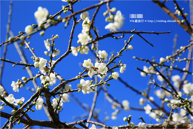 南投梅花》南投賞梅景點～土場梅園‧夢幻的白色梅花小徑，大推的私房賞梅亮點！