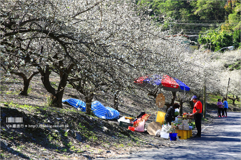 南投梅花》南投賞梅景點～土場梅園‧夢幻的白色梅花小徑，大推的私房賞梅亮點！