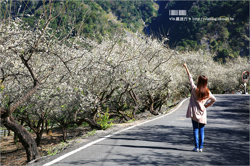 南投梅花》南投賞梅景點～土場梅園‧夢幻的白色梅花小徑，大推的私房賞梅亮點！