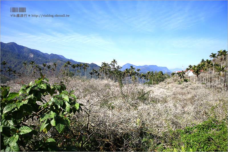 【信義梅花】烏松崙森林渡假營（石家梅園）～綻放的梅花盛開中！梅花季不能錯過的旅點！