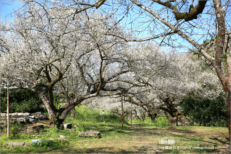 【信義梅花】烏松崙森林渡假營（石家梅園）～綻放的梅花盛開中！梅花季不能錯過的旅點！