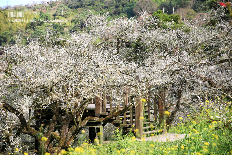 【信義梅花】烏松崙森林渡假營（石家梅園）～綻放的梅花盛開中！梅花季不能錯過的旅點！