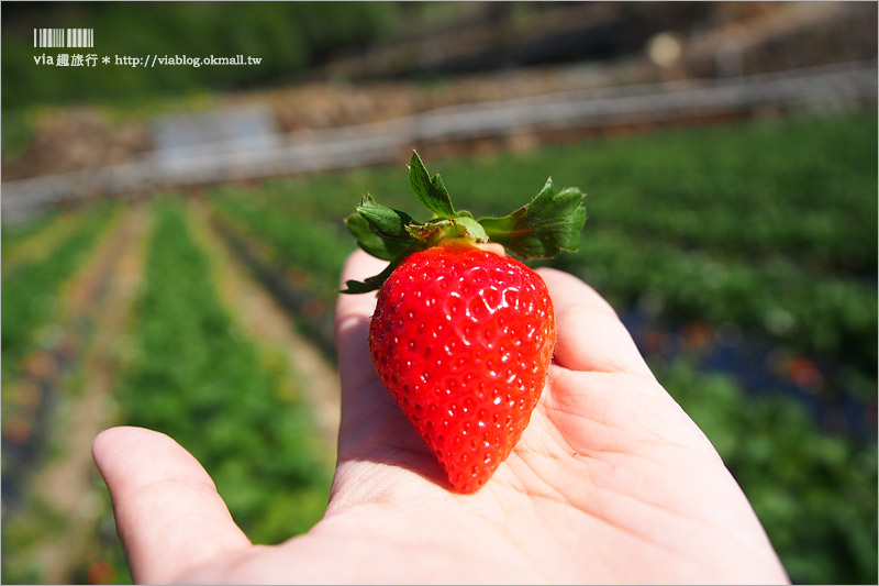 苗栗草莓推薦》大湖馬拉邦山「秀麗農莊」～鮮嫩可口的草莓這裡採！私房秘境後山觀景台美不勝收！