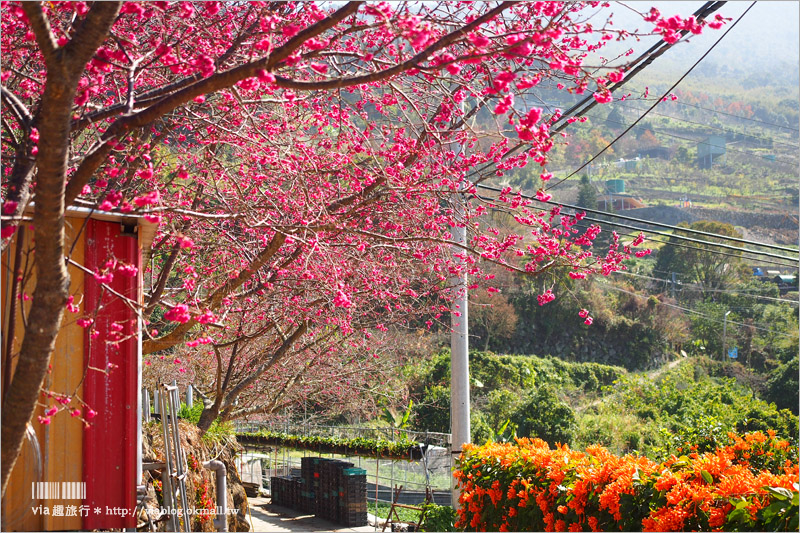 苗栗草莓推薦》大湖馬拉邦山「秀麗農莊」～鮮嫩可口的草莓這裡採！私房秘境後山觀景台美不勝收！