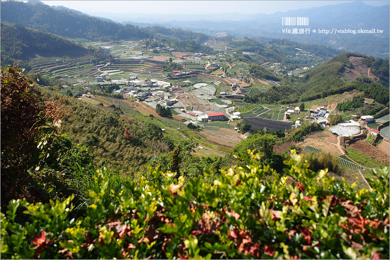 苗栗草莓推薦》大湖馬拉邦山「秀麗農莊」～鮮嫩可口的草莓這裡採！私房秘境後山觀景台美不勝收！