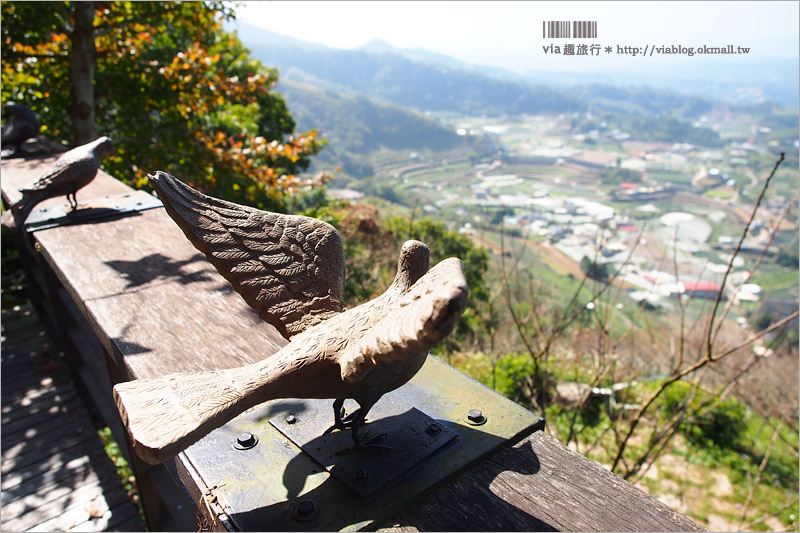 苗栗草莓推薦》大湖馬拉邦山「秀麗農莊」～鮮嫩可口的草莓這裡採！私房秘境後山觀景台美不勝收！