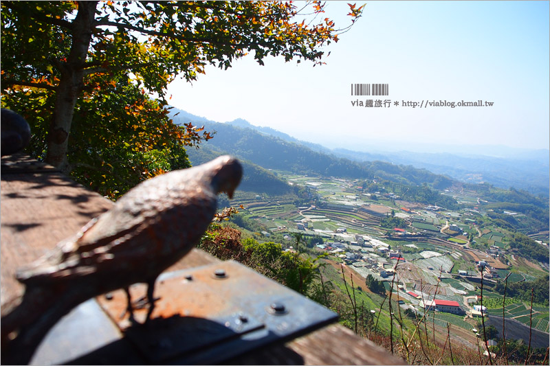 苗栗草莓推薦》大湖馬拉邦山「秀麗農莊」～鮮嫩可口的草莓這裡採！私房秘境後山觀景台美不勝收！