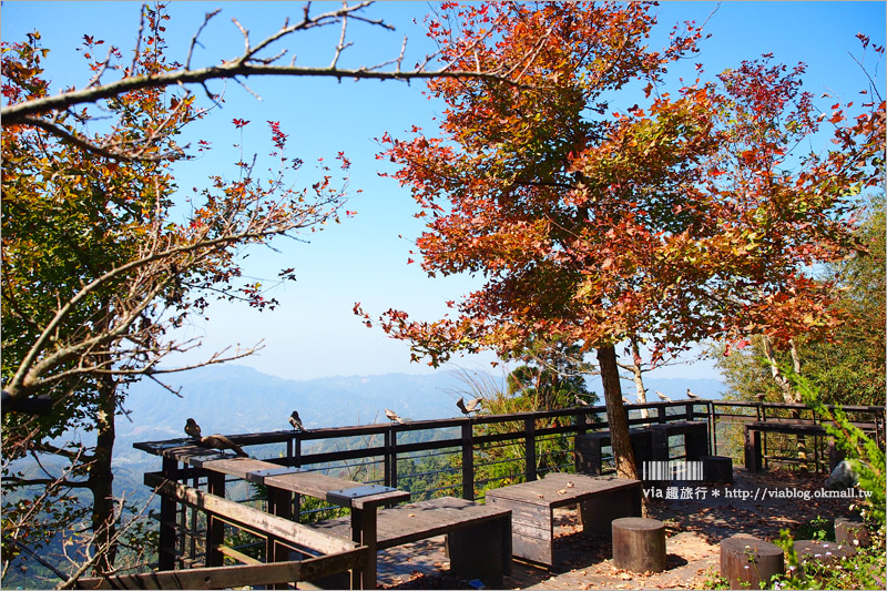 苗栗草莓推薦》大湖馬拉邦山「秀麗農莊」～鮮嫩可口的草莓這裡採！私房秘境後山觀景台美不勝收！