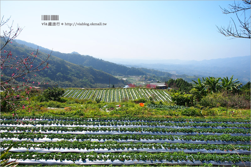 苗栗草莓推薦》大湖馬拉邦山「秀麗農莊」～鮮嫩可口的草莓這裡採！私房秘境後山觀景台美不勝收！