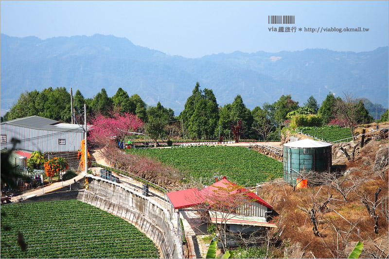 苗栗草莓推薦》大湖馬拉邦山「秀麗農莊」～鮮嫩可口的草莓這裡採！私房秘境後山觀景台美不勝收！