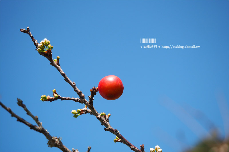 苗栗草莓推薦》大湖馬拉邦山「秀麗農莊」～鮮嫩可口的草莓這裡採！私房秘境後山觀景台美不勝收！