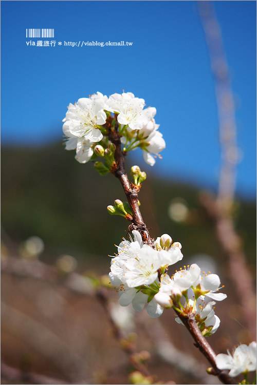 苗栗草莓推薦》大湖馬拉邦山「秀麗農莊」～鮮嫩可口的草莓這裡採！私房秘境後山觀景台美不勝收！